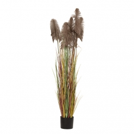 Φυτό Pampas Grass Καφέ iliadis Φ23x220εκ. 85072