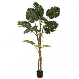 Διακοσμητικό Φυτό Μονστέρα Πράσινη 180εκ. iliadis 80888