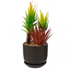 Φυτό Με Κάκτο Και Παχύφυτα Σε Κεραμικό Κασπώ Πράσινο-Μαύρο 10x26εκ. iliadis 89917