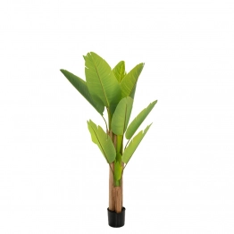 Διακοσμητικό Φυτό Μπανανιά Πράσινη 160εκ. iliadis 85113